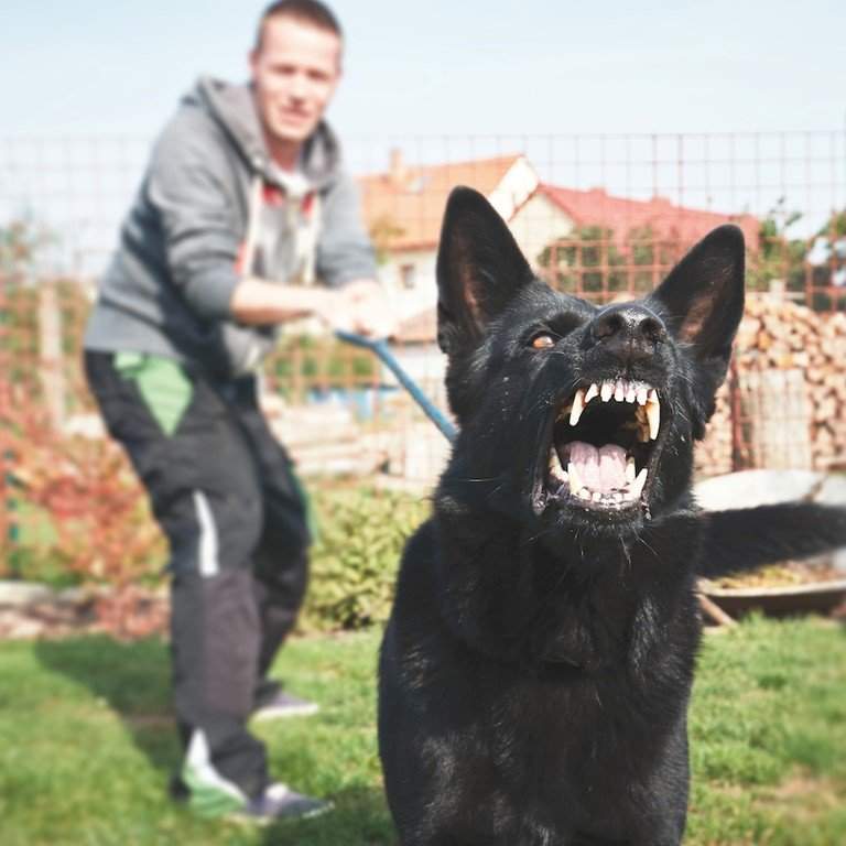 The Top Dog Bite Lawyer in The Lehigh Valley Scherline & Associates