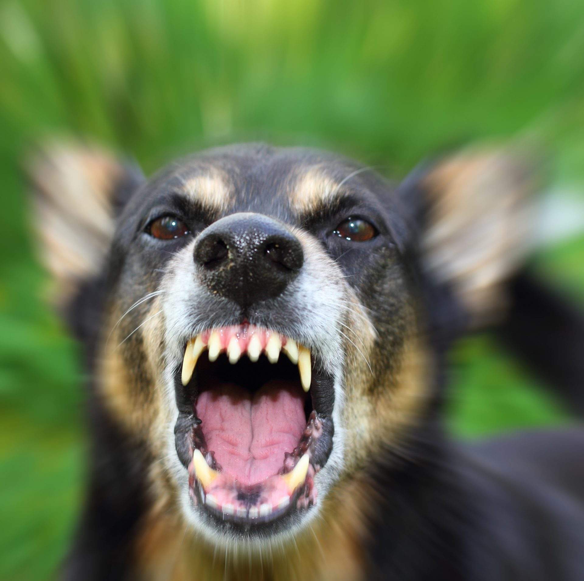 Scherline Injury Law Dog Bite Attorney